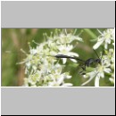 Gasteruption sp - Gichtwespe w02a 14mm.jpg